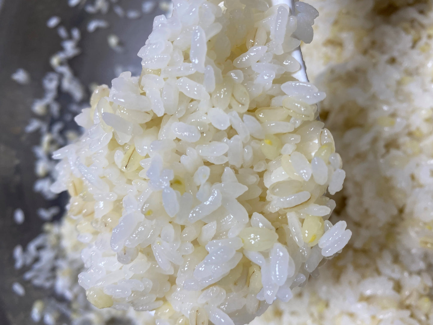 なかしま農園の【キラリもち麦】 熊本産、無農薬・化学肥料不使用、 産地直送 国産 (300g×2袋セット)